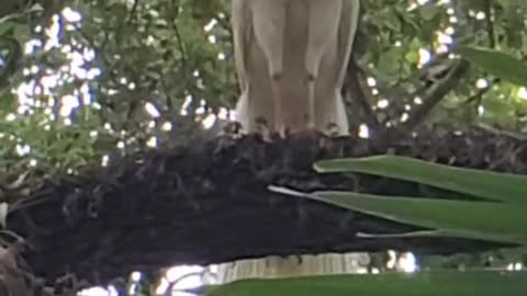 You Won't Believe What a White Peacock Sounds Like!