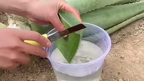 TOP 10 AMAZING BEAUTY HACKS WITH ALOE VERA # 70