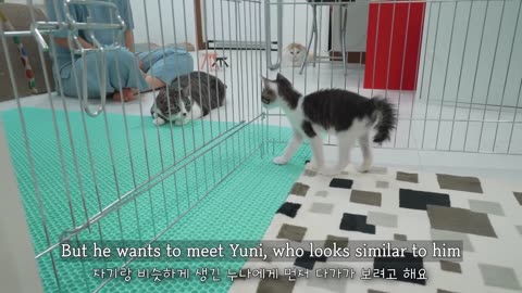 Introducing a Rescued Kitten to the Big Cats for the First Time