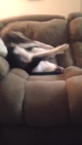 Husky puppy throws temper tantrum