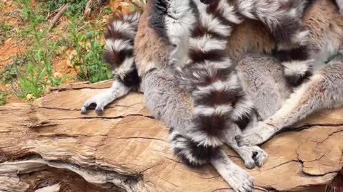 The lemur