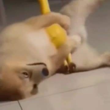 HUMORY16 | #45 funny pet ( It's funny when animals feel weird about their bodies) 🤣🤣