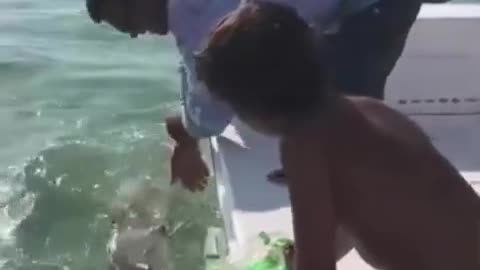 Never mess with sharks