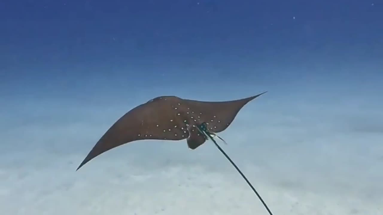 the beauty and lightness of Eagle Ray