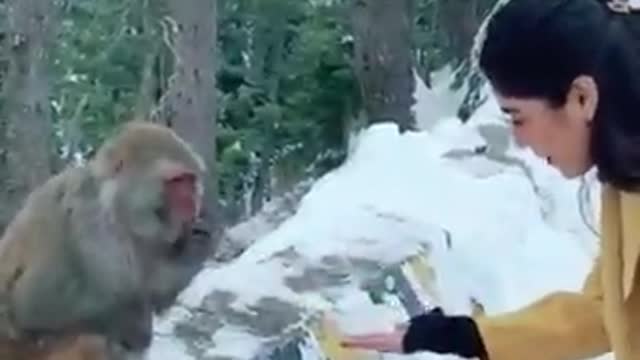 Monkey Picking Food in Snow