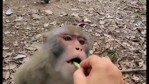 Monkey