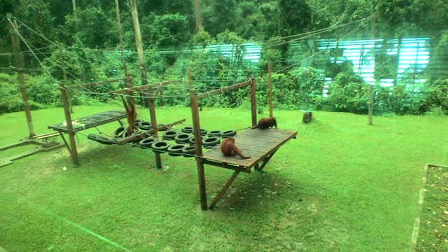 Observing Orang Utan's at the Sepilok sanctuary in Sandakan, Borneo