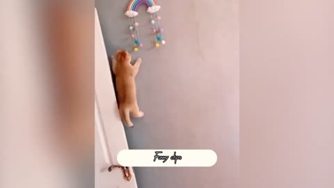 beautiful cat playing😚