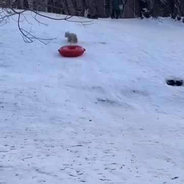 "Snowy Fun: A Playful Puppy's Winter Adventure"