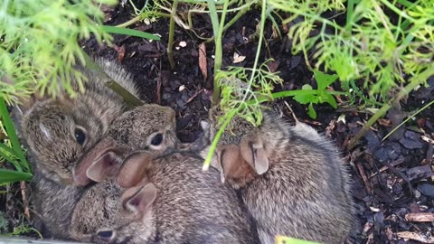 Baby Rabbits huddling together in my garden