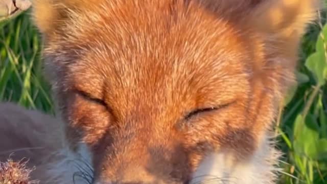 Fox beautiful video 🤩🤩