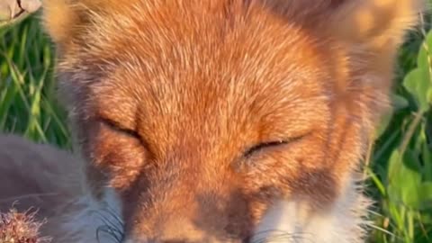 Fox beautiful video 🤩🤩