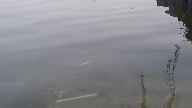 Look how clean the lake is