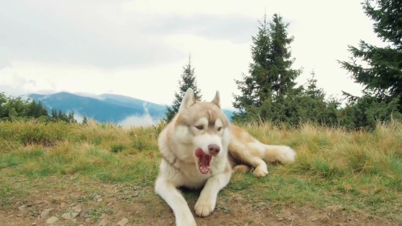 Hunde sind das Herz auf vier Pfoten