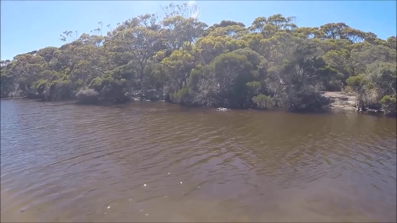 Koala SWIMS the Harriet River on Kangaroo Island, South Australia!