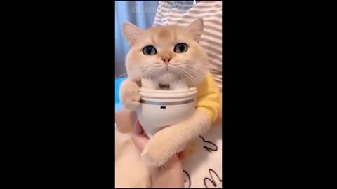 Aww cute Cat videos funny vol