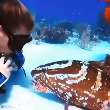 petting the fish