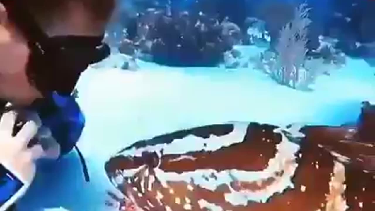 petting the fish