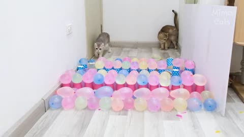 Cats Vs Balloon and Cups Challenge