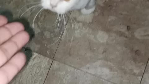 My cats