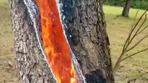 tree struck by lightning