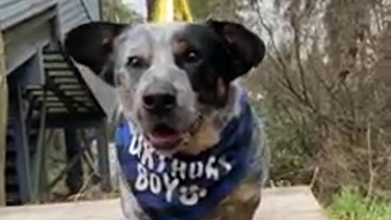 Some of many reasons 😂 #funnydogvideo #blueheelermix #dogvideo #cutedogs #rescuedog