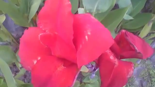 Beautiful canna indica flower in the garden of the science museum, wonderful! [Nature & Animals]