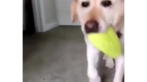 funny dogs