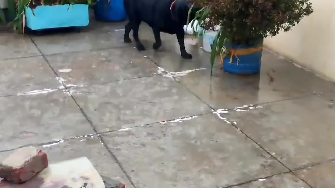 Dog had breakfast in the rain.