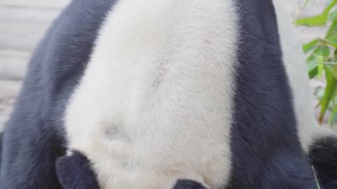 The giant panda tickled little jio, who had nowhere to put him