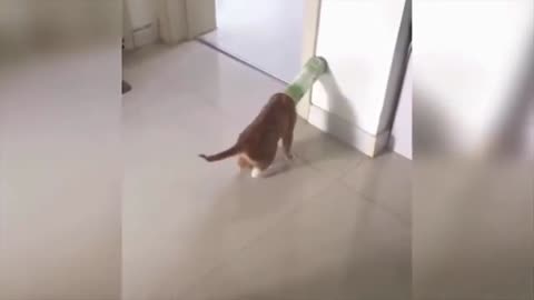 Cute Cats | Best baby cats Funny Videos 2021 | Cat Reaction Videos #01 - Funny Cats