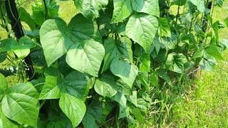 Bethany's Victory Garden: July 2021