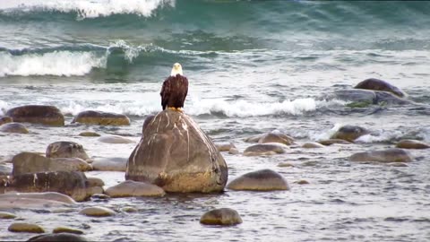 Eagle