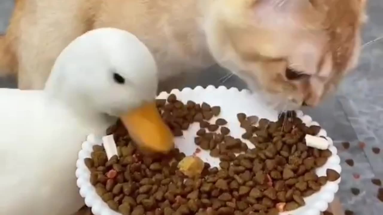 Funny animals you have never seen 🤯 [ 𝕡𝕒𝕣𝕥 - 19 ]