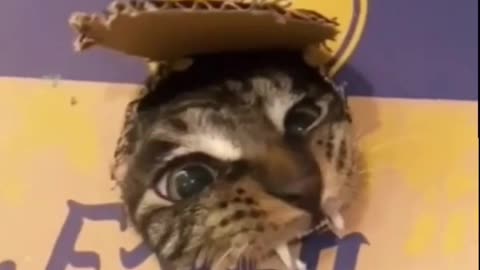 Smart cat...?