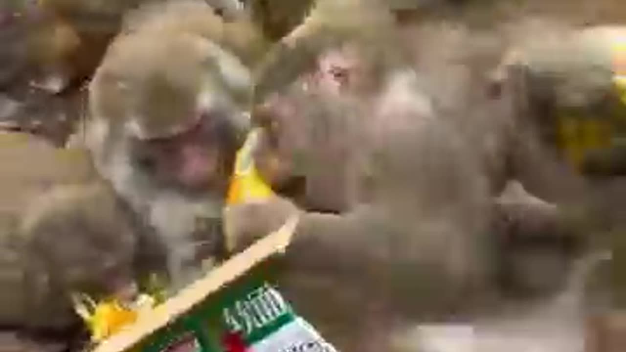 cut funy monkey new type