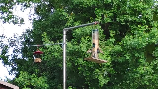 Bird's loving the new feeders