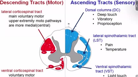 Neuro 1 Ihab Khattaby