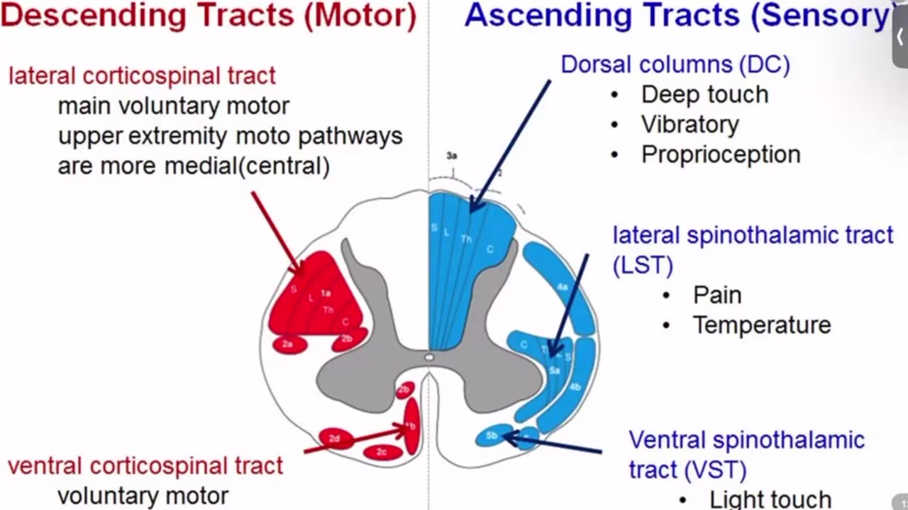 Neuro 1 Ihab Khattaby