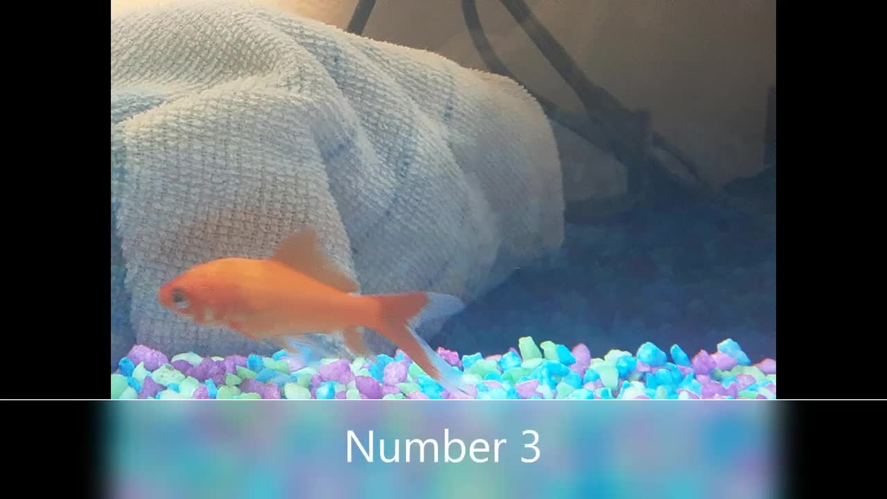 Meet my fishes!