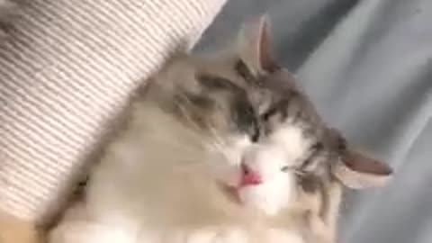 Amazing pet cat