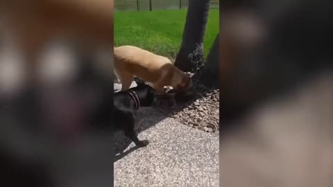 Animal Fail Compilation 2024 - part 1
