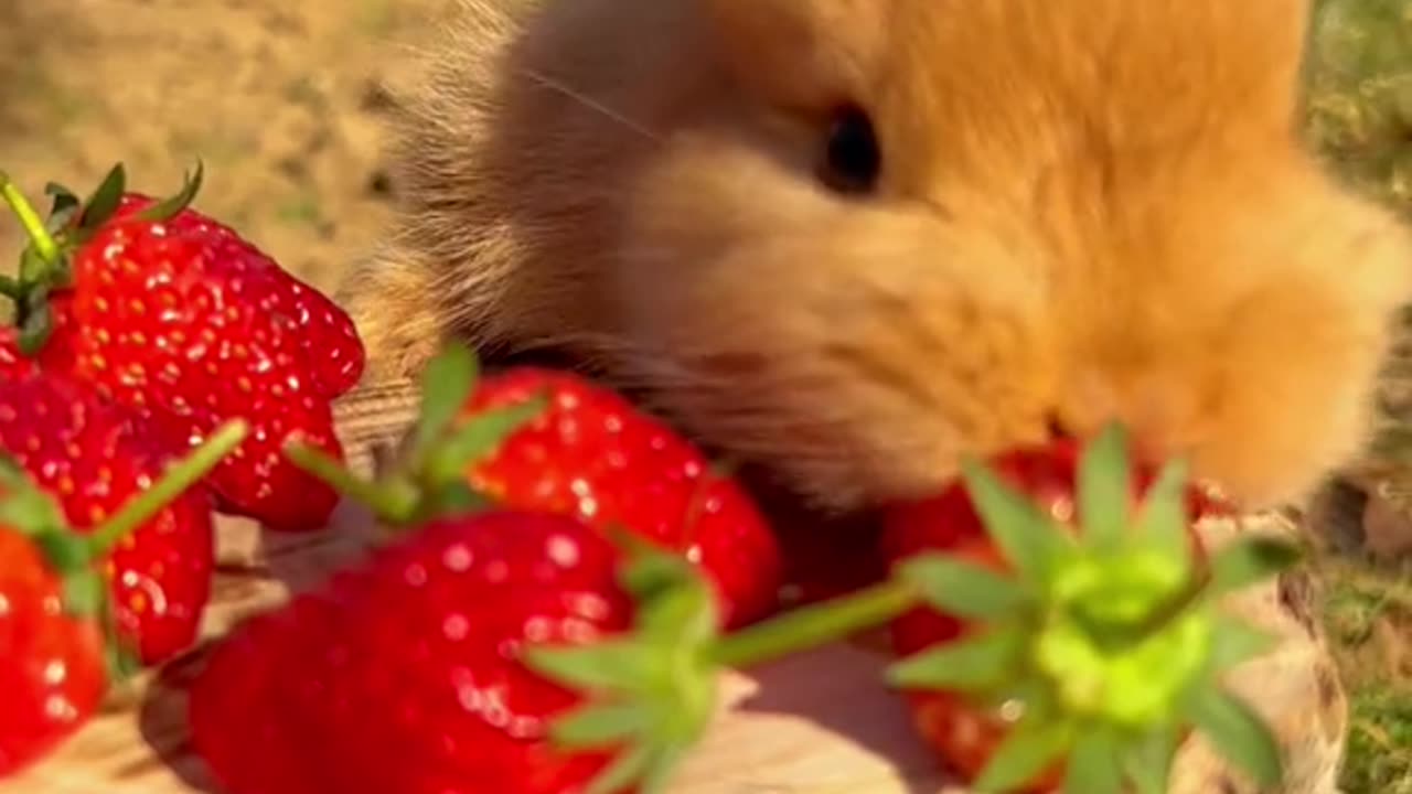 Cute Animals