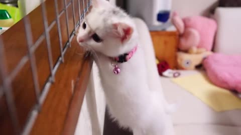 お腹が空いたと鳴くマンチカン子猫！ The Munchkin cat meowing.So cute kitten!