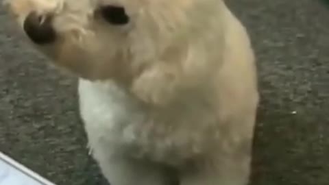 Cute dog.