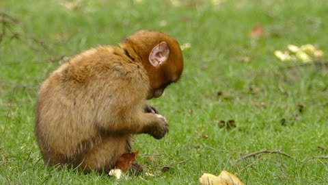 all monkeys eat bananas
