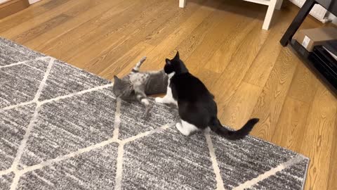 Cats Play Fighting