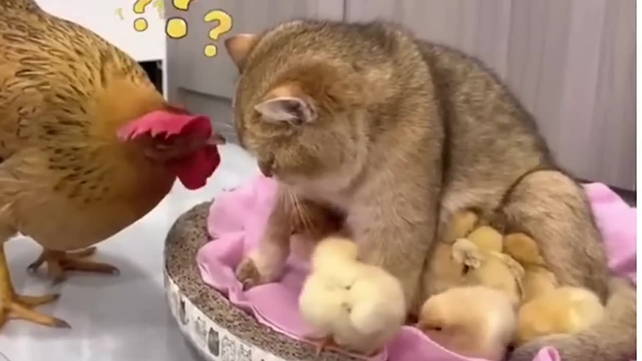 VERY FUNNY CHICHEN AND CAT