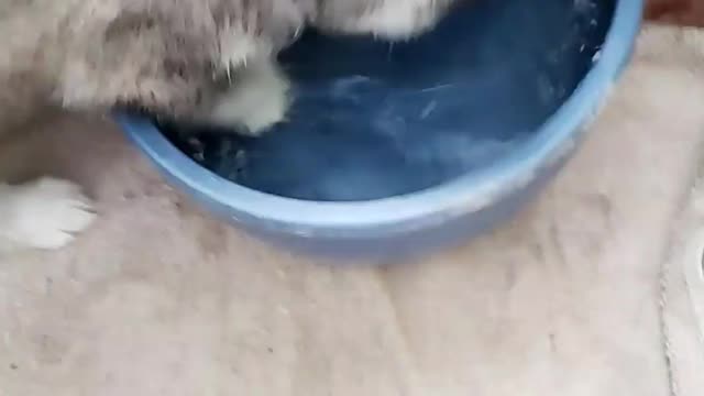 Husky Puppy Plays in Water Dish