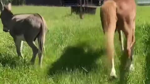 33-Year-Old Blind Pony Gets A Seeing-Eye Donkey